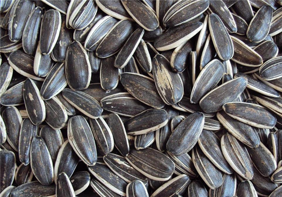 Sunflower seeds