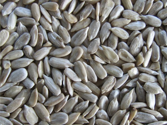 Sunflower seed kernel