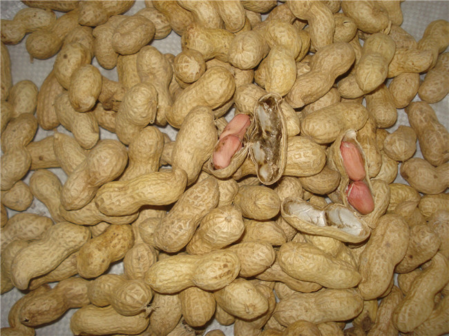 Peanut in shell 