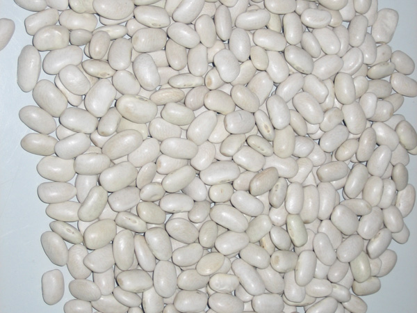 WHITE KIDNEY BEAN