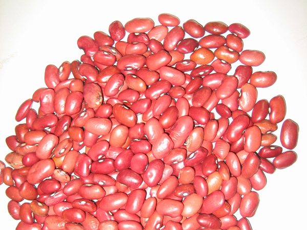 SMALL RED KIDNEY BEAN