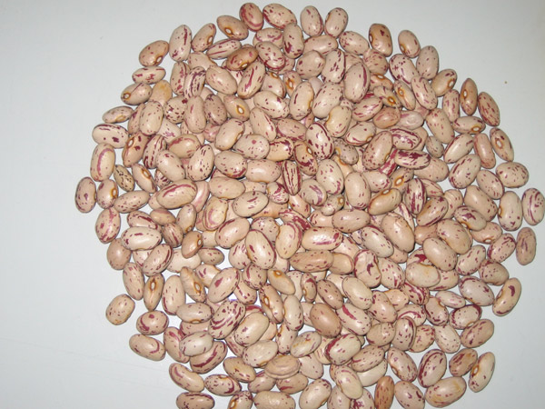 LIGHT SPECKLED KIDNEY BEAN